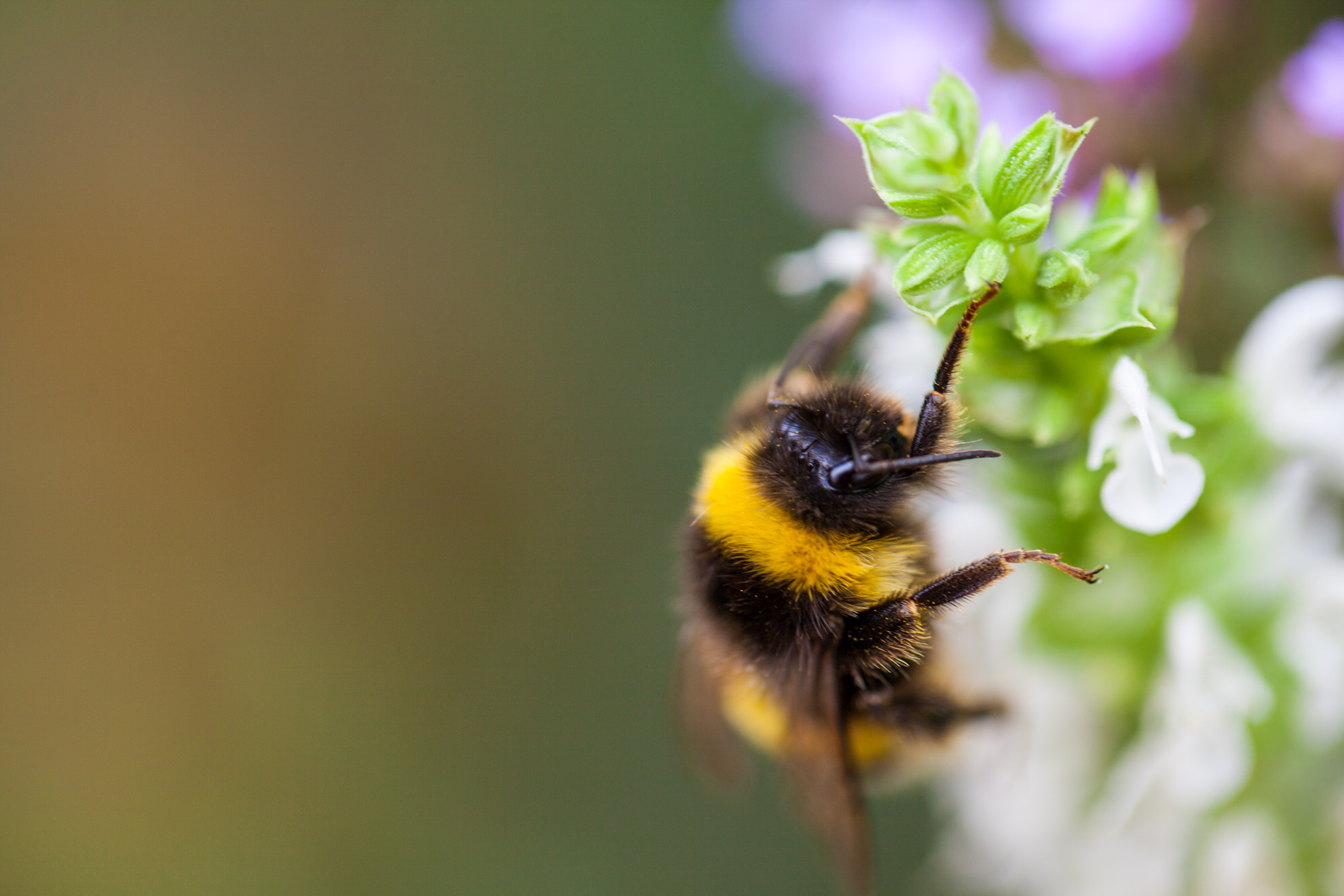 bitters-blume-hummel