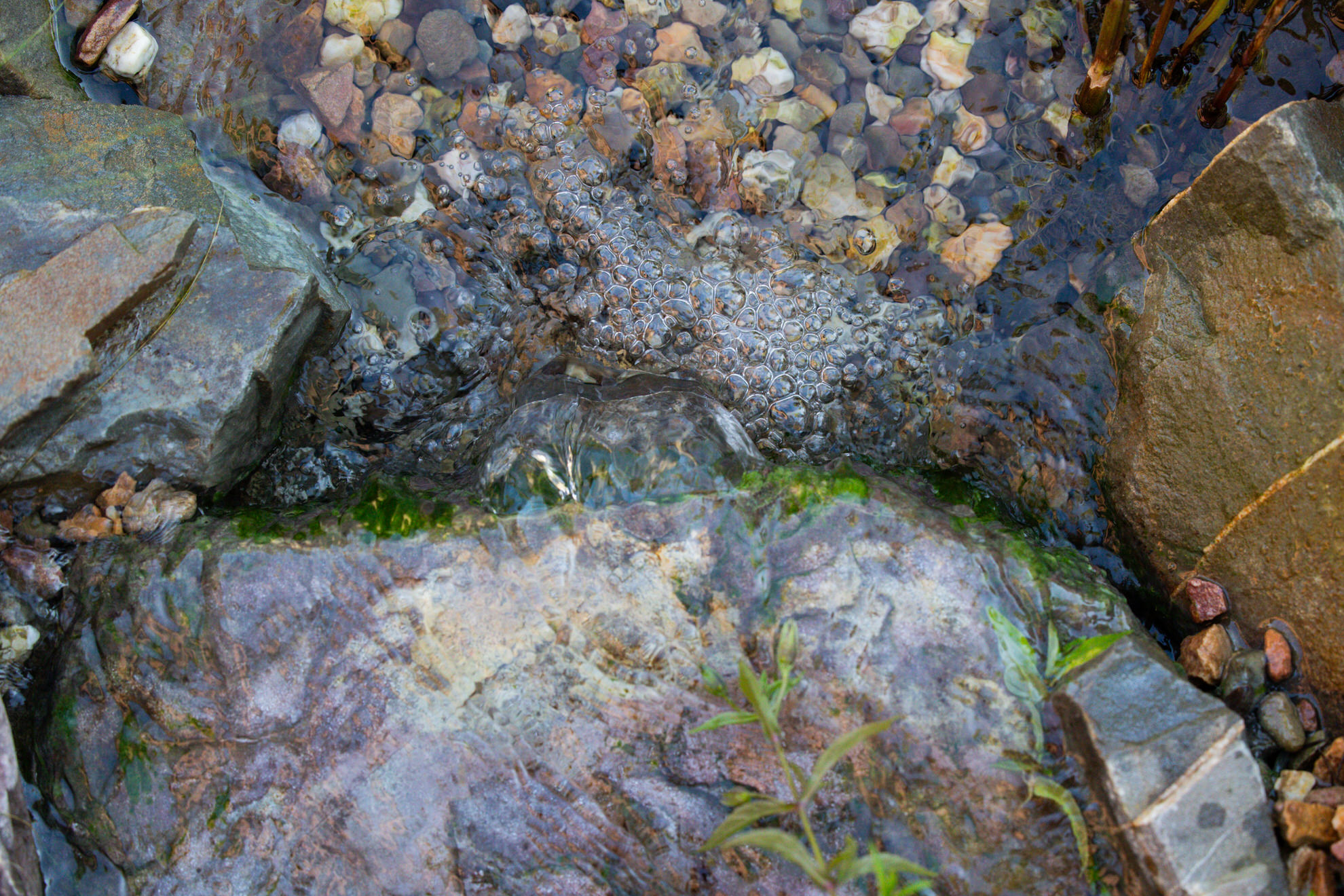 Garten-Bitters-Schwimmteich-Schildkröten-18