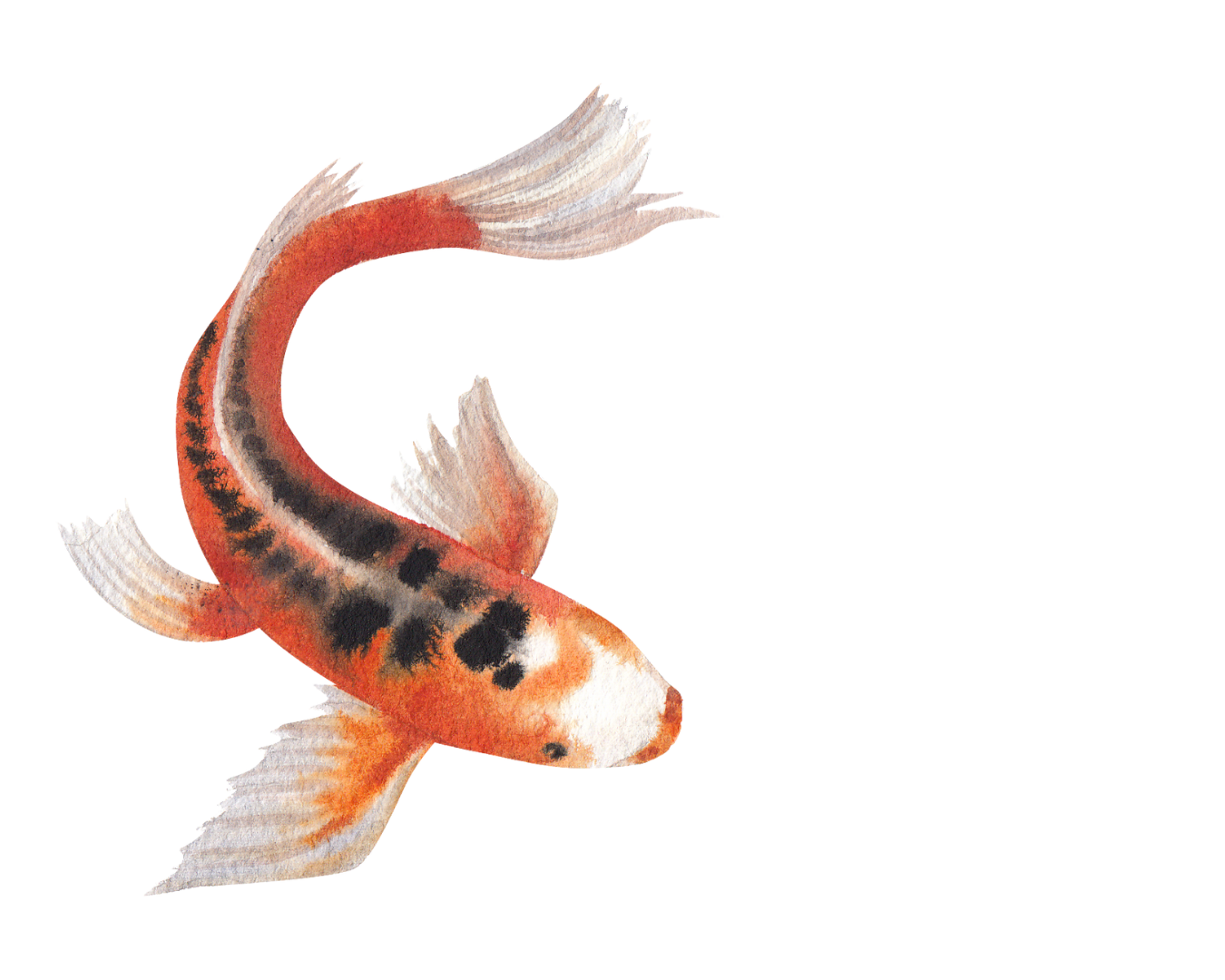 Koi-Grafik