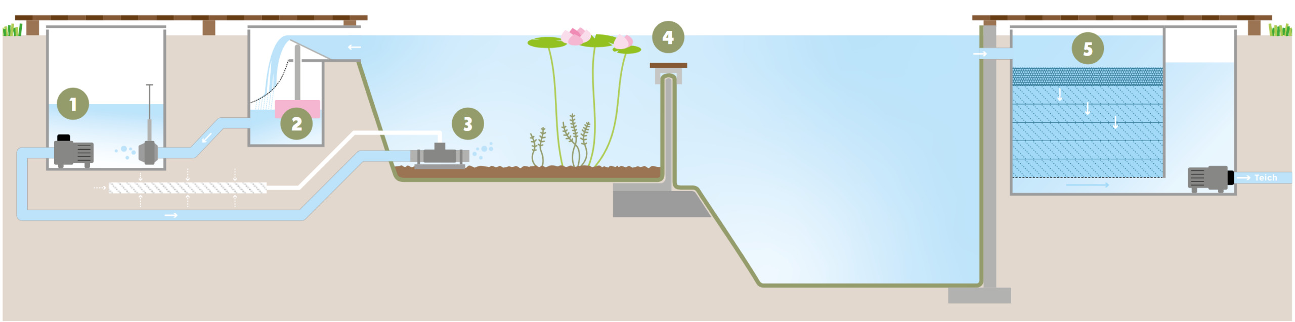 Funktionsweise_Swimming Pond