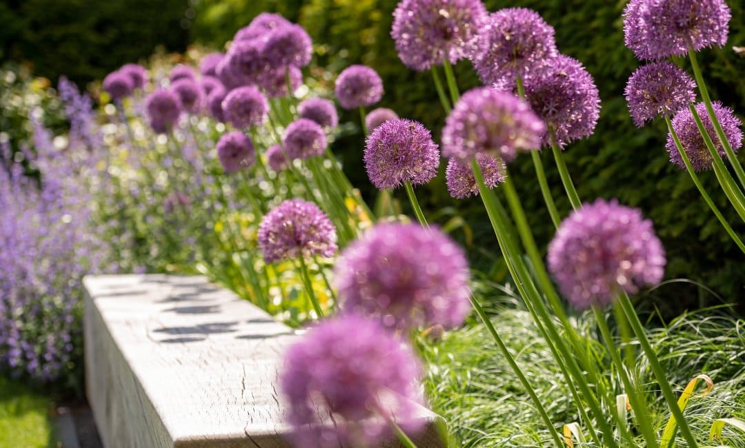 Familiengarten mit Naturpool - lila Schneeball